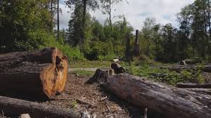 Best Tree Risk Assessment  in Rancho San Diego, CA