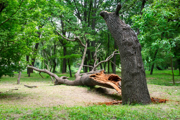 How Our Tree Care Process Works  in  Rancho San Diego, CA