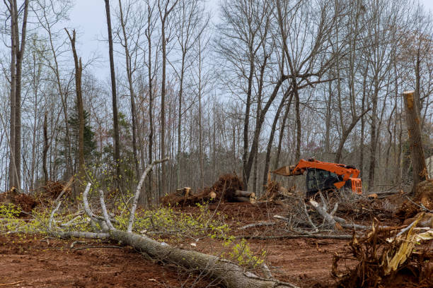 Best Stump Grinding and Removal  in Rancho San Diego, CA