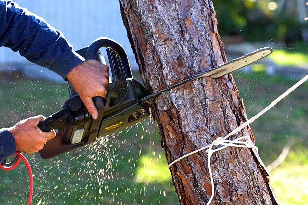 Best Lawn Irrigation Installation and Maintenance  in Rancho San Diego, CA