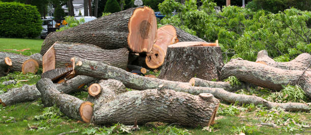 Rancho San Diego, CA Tree Care Company