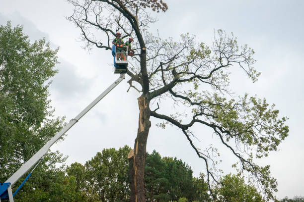 Best Storm Damage Tree Cleanup  in Rancho San Diego, CA