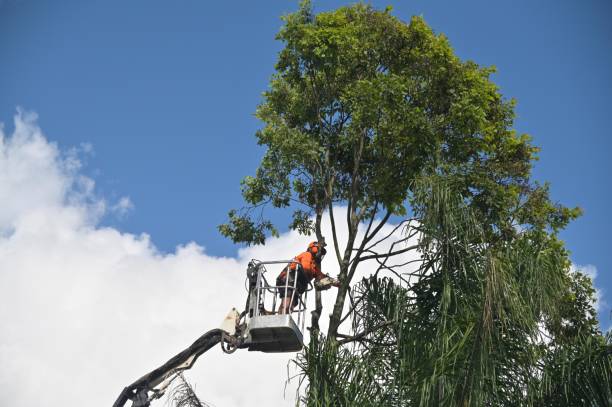 Best Tree Cabling and Bracing  in Rancho San Diego, CA