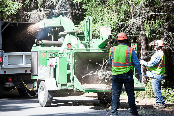 Professional Tree Care in Rancho San Diego, CA