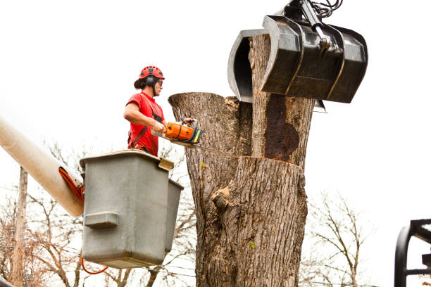 Best Tree Removal  in Rancho San Diego, CA